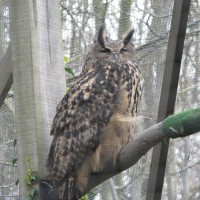 European Eagle Owl